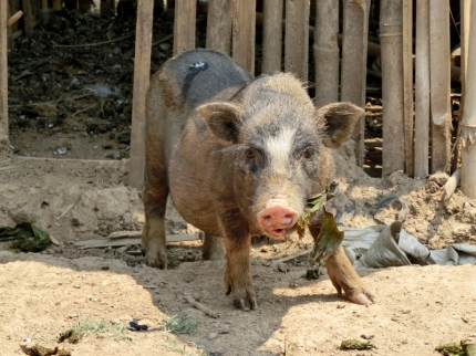 mekong (43)